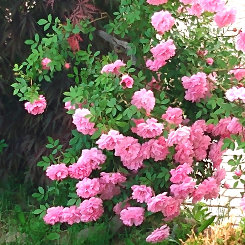 Meet your Posher, Letoya